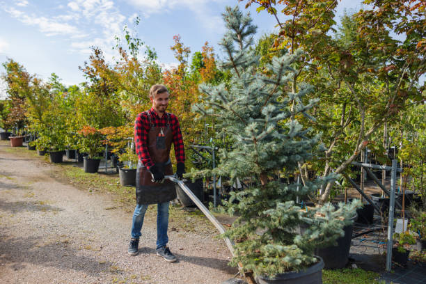 Best Tree Removal Near Me  in USA